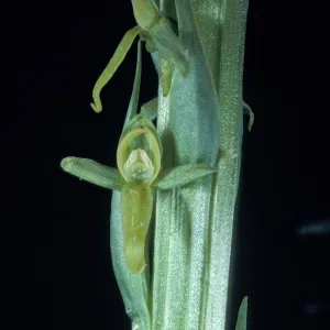 Platanthera sparsiflora tescamnis