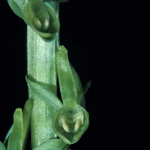 Platanthera sparsiflora
