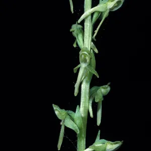 Platanthera sparsiflora