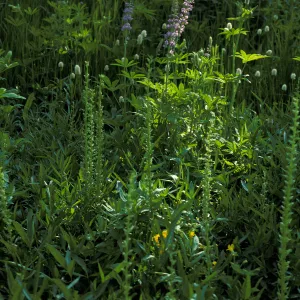 Platanthera sparsiflora