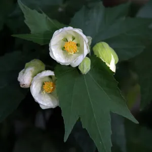 Abutilon, First Place Winner in 2011 Photo Contest Botanical Closeup category
