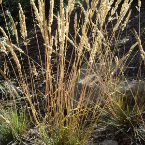 Bloom in July, Calamagrostis ophitidis