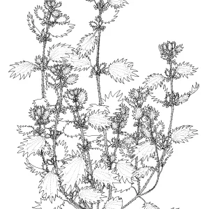 Dwarf Nettle