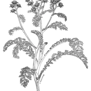 Tansy