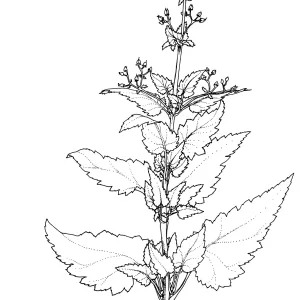 Figwort