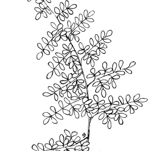 Coffee Fern