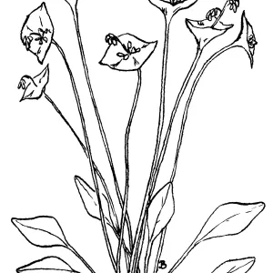 Miners Lettuce