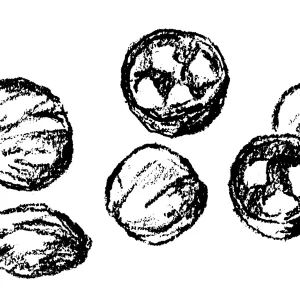 Walnut