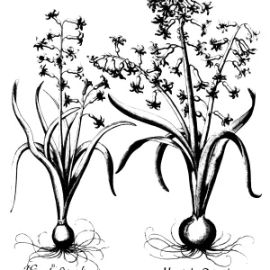 Hyacinth