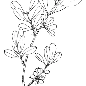 Desert Olive