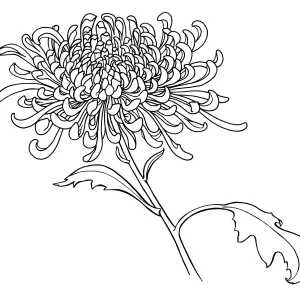 Chrysanthemum