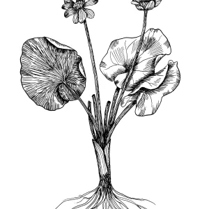 Marsh Marigold