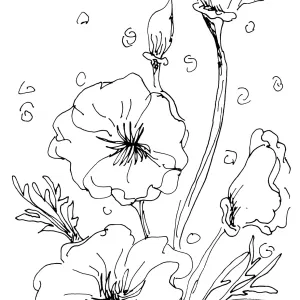 Poppies