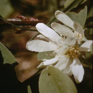 Amelanchier florida