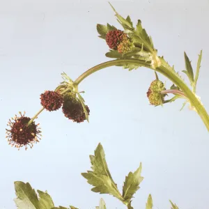 Cymopterus deserticola