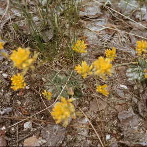 Draba asprella