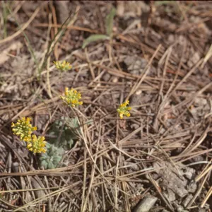 Draba asprella