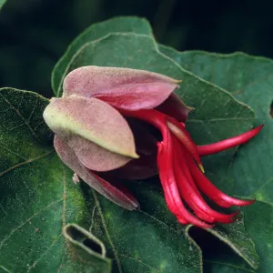 Chiranthodendron