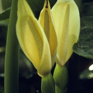 Xanthosoma