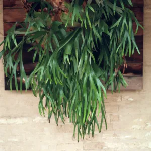 Platycerium