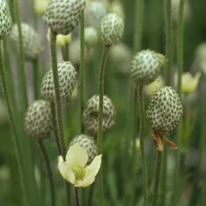 Anemone multifida