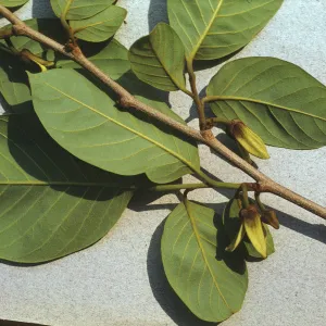 Annona