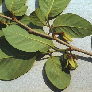 Annona