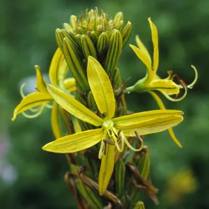 Asphodelus luteus