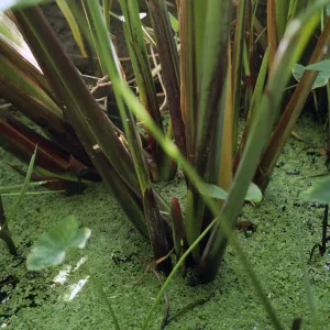 Colocasia esculenta