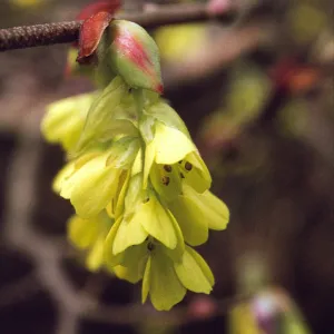 Corylopsis veitchiana