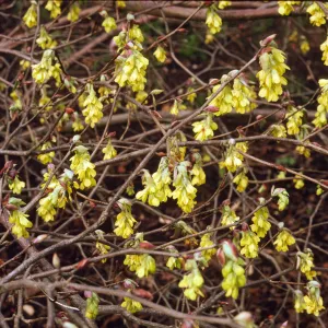 Corylopsis veitchiana