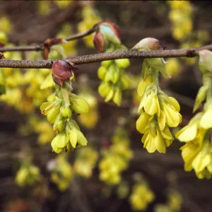 Corylopsis veitchiana