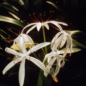 Crinum americanum
