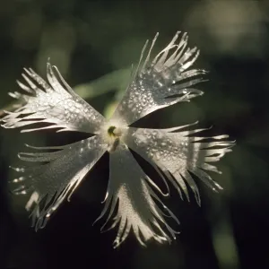 Dianthus serotinus