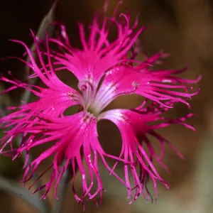 Dianthus superbus