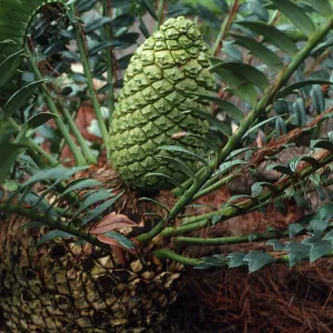 Encephalartos, female