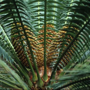 Encephalartos, male