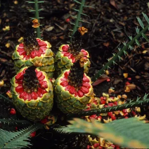 Encephalartos, female