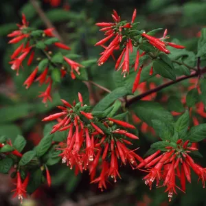 Fuchsia loxensis