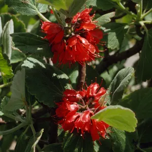 Greyia radlkoferi