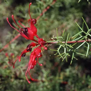Grevillea wilsonii