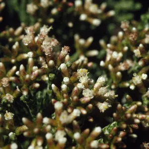 Helichrysum hookeri, hybrid?