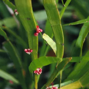 Homalocladium platycladum