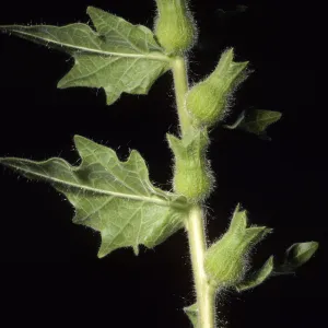 Hyoscyamus niger