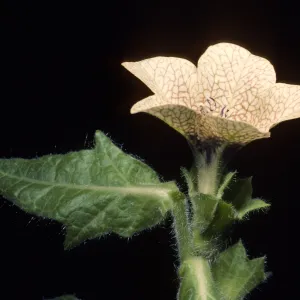 Hyoscyamus niger