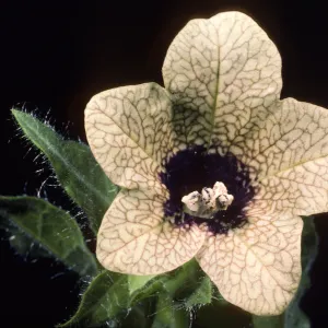 Hyoscyamus niger