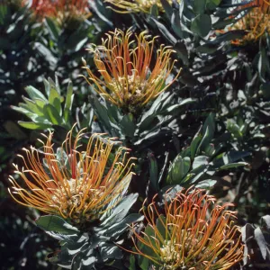 Leucospermum erubescens