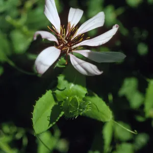 Mutisia spinosa