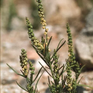 Oligomeris