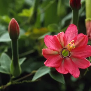 Passiflora mixta